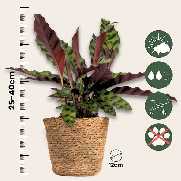 PLANT IN A BOX - Lot de 3 plantes d’intérieur avec paniers - Hauteur 25-40cm - ⌀12cm - large