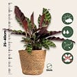 PLANT IN A BOX - Lot de 3 plantes d’intérieur avec paniers - Hauteur 25-40cm - ⌀12cm - vignette