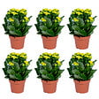 BLOOMIQUE - Lot de 6 - Kalanchoé - Fleurs jaunes - Plante d'extérieur et d'intérieur - H. 15-25 cm - P. 12 cm - vignette