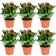 BLOOMIQUE - Lot de 6 - Kalanchoé - Fleurs rouges - Plante d'extérieur et d'intérieur - H. 15-25 cm - P. 12 cm - vignette