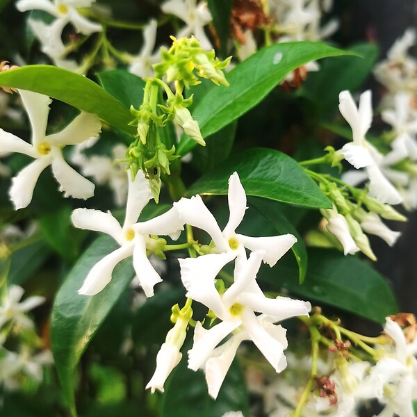 PLANT IN A BOX - Jasmin étoilé - Trachelospermum jasminoides - Hauteur 110-120cm - ⌀17cm - large