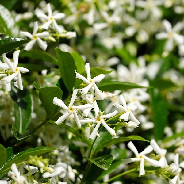 PLANT IN A BOX - Jasmin étoilé - Trachelospermum jasminoides - Hauteur 110-120cm - ⌀17cm - large
