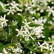 PLANT IN A BOX - Jasmin étoilé - Trachelospermum jasminoides - Hauteur 110-120cm - ⌀17cm - vignette