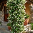 PLANT IN A BOX - Jasmin étoilé - Trachelospermum jasminoides - Hauteur 110-120cm - ⌀17cm - vignette