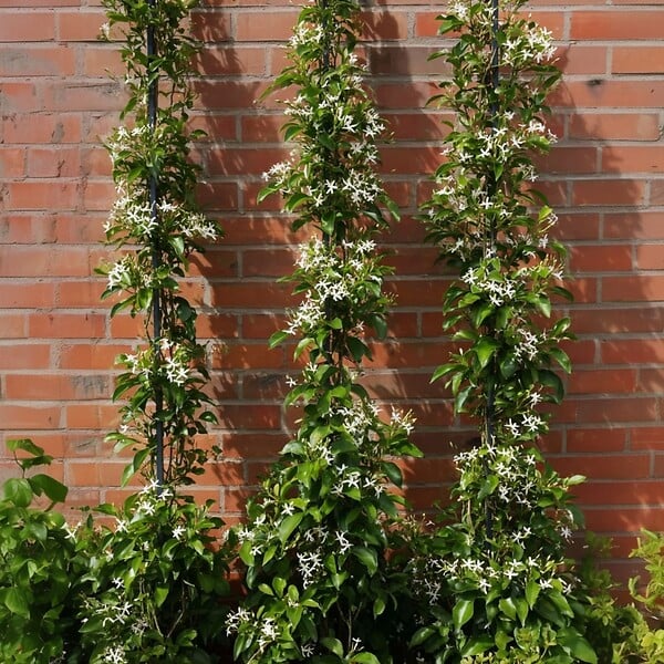 PLANT IN A BOX - Jasmin étoilé - Trachelospermum jasminoides - Hauteur 110-120cm - ⌀17cm - large