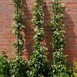 PLANT IN A BOX - Jasmin étoilé - Trachelospermum jasminoides - Hauteur 110-120cm - ⌀17cm - vignette