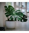 RACINE - Terreau plantes vertes, 10 sacs de 50L - PRO12-10x50 - vignette