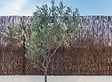 SICATEC - Canisse en osier naturel - Marron - H.100xL.300cm - vignette