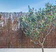 SICATEC - Brande de bruyère naturelle densité moyenne - Inox - 1,5x3m - vignette
