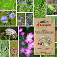 ASSOCIATION KOKOPELLI - Mélange Prairie de fleurs sauvages- Graines bio à semer - vignette