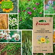 ASSOCIATION KOKOPELLI - Mélange Croissance rapide- Graines bio à semer - vignette