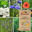 ASSOCIATION KOKOPELLI - Mélange Jardin d'éclat- Graines bio à semer - vignette