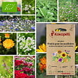 ASSOCIATION KOKOPELLI - Mélange Prairie pour les auxiliaires- Graines bio à semer - vignette