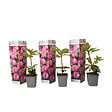 PLANT IN A BOX - Buisson à fleurs - Set de 3 - Rhododendron roseum - Hauteur 25-40cm - ⌀9cm - vignette