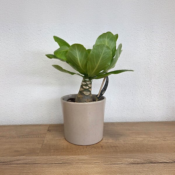 PLANT IN A BOX - Palmier hawaïen - Set de 2 - Brighamia 'Insignis' - Hauteur 25-35cm - ⌀12cm - large