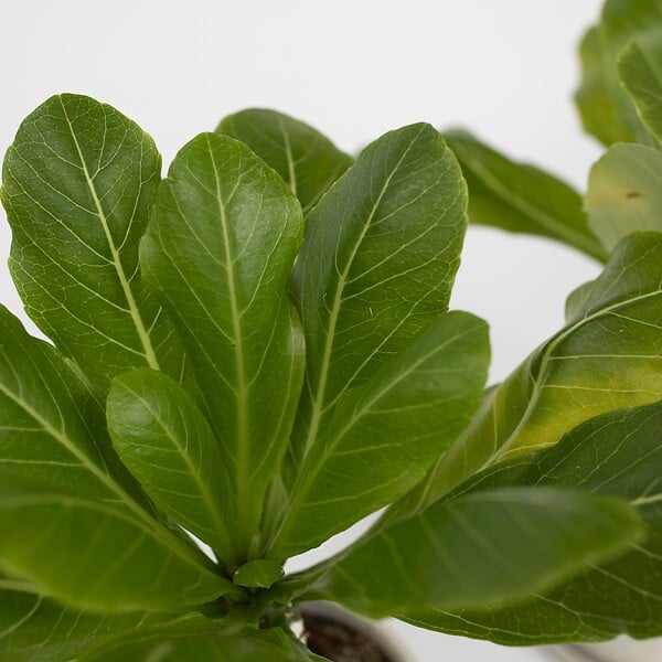PLANT IN A BOX - Palmier hawaïen - Set de 2 - Brighamia 'Insignis' - Hauteur 25-35cm - ⌀12cm - large