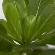 PLANT IN A BOX - Palmier hawaïen - Set de 2 - Brighamia 'Insignis' - Hauteur 25-35cm - ⌀12cm - vignette