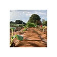 KZ GARDEN - Toile de paillage Agricole 0.4 x 100m Autodégradable 2en1 Engrais et Anti mauvaises herbes 100% Cellulose - vignette