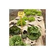KZ GARDEN - Toile de paillage Agricole 0.4 x 100m Autodégradable 2en1 Engrais et Anti mauvaises herbes 100% Cellulose - vignette