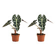 BLOOMIQUE - Lot de 2 - Alocasia Polly - Plante squelette - Plante d'intérieur - Purificateur d'air - H. 30-40 cm - vignette