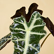 BLOOMIQUE - Lot de 2 - Alocasia Polly - Plante squelette - Plante d'intérieur - Purificateur d'air - H. 30-40 cm - vignette
