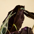 BLOOMIQUE - Lot de 2 - Alocasia Polly - Plante squelette - Plante d'intérieur - Purificateur d'air - H. 30-40 cm - vignette