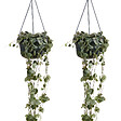 BLOOMIQUE - Lot de 2 - Ceropegia Woodii - Lanterne chinoise - Plante suspendue - H. 15-20 cm - P. 12 cm - vignette