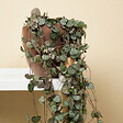 BLOOMIQUE - Lot de 2 - Ceropegia Woodii - Lanterne chinoise - Plante suspendue - H. 15-20 cm - P. 12 cm - vignette