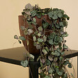 BLOOMIQUE - Lot de 2 - Ceropegia Woodii - Lanterne chinoise - Plante suspendue - H. 15-20 cm - P. 12 cm - vignette