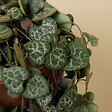 BLOOMIQUE - Lot de 2 - Ceropegia Woodii - Lanterne chinoise - Plante suspendue - H. 15-20 cm - P. 12 cm - vignette