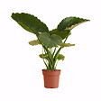 BLOOMIQUE - Alocasia Gageana California - Oreille d'éléphant - Plante d'intérieur - H. 60-80 cm - vignette