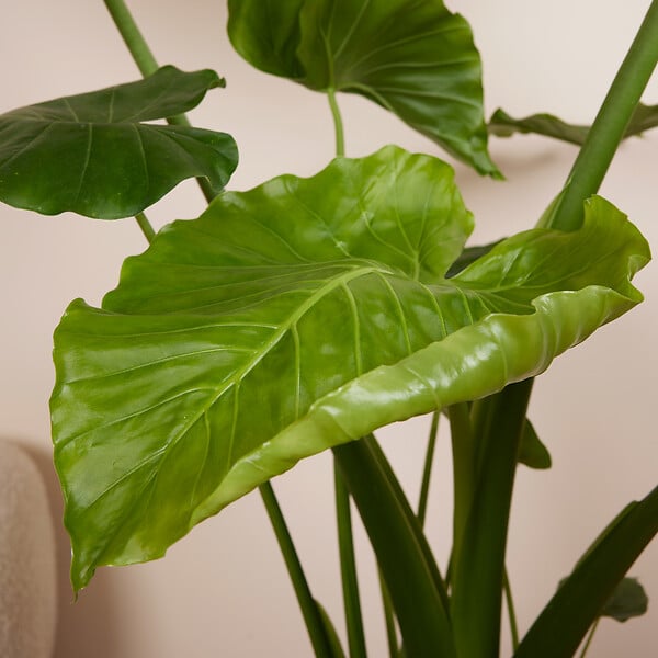 BLOOMIQUE - Alocasia Gageana California - Oreille d'éléphant - Plante d'intérieur - H. 60-80 cm - large