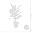 BLOOMIQUE - Lot de 2 - Ficus Elastica Robusta - Hévéa - Plante à caoutchouc - H. 50-60 cm - P. 17 cm - vignette
