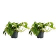 BLOOMIQUE - Lot de 2 - Epipremnum Marble Queen - Plante suspendue - H. 15-20 cm - P. 12 cm - vignette