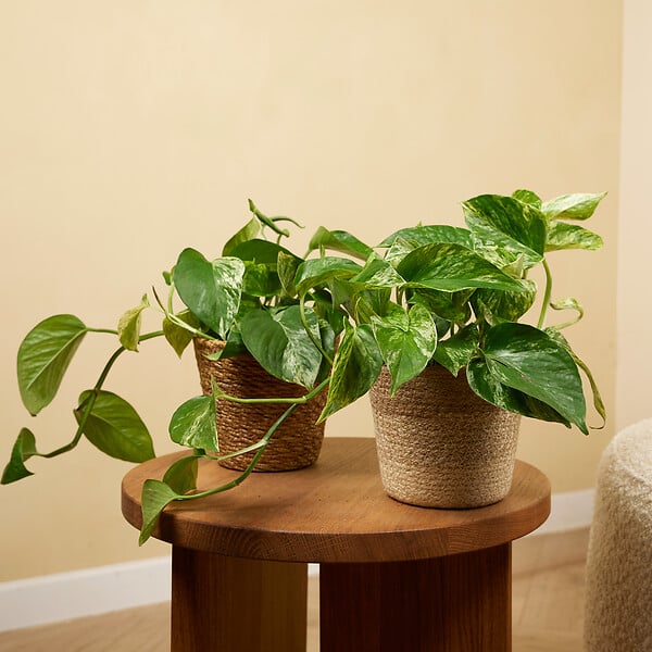 BLOOMIQUE - Lot de 2 - Epipremnum Marble Queen - Plante suspendue - H. 15-20 cm - P. 12 cm - large