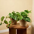 BLOOMIQUE - Lot de 2 - Epipremnum Marble Queen - Plante suspendue - H. 15-20 cm - P. 12 cm - vignette
