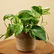 BLOOMIQUE - Lot de 2 - Epipremnum Marble Queen - Plante suspendue - H. 15-20 cm - P. 12 cm - vignette