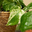 BLOOMIQUE - Lot de 2 - Epipremnum Marble Queen - Plante suspendue - H. 15-20 cm - P. 12 cm - vignette