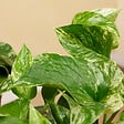 BLOOMIQUE - Lot de 2 - Epipremnum Marble Queen - Plante suspendue - H. 15-20 cm - P. 12 cm - vignette