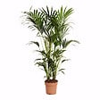 BLOOMIQUE - Howea Forsteriana - Kentia Palm - Plante d'intérieur XXL - Purificateur d'air - H. 150-170 cm - vignette