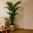 BLOOMIQUE - Howea Forsteriana - Kentia Palm - Plante d'intérieur XXL - Purificateur d'air - H. 150-170 cm - vignette