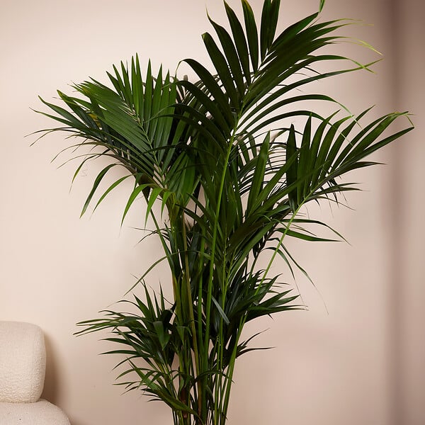 BLOOMIQUE - Howea Forsteriana - Kentia Palm - Plante d'intérieur XXL - Purificateur d'air - H. 150-170 cm - large