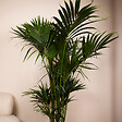 BLOOMIQUE - Howea Forsteriana - Kentia Palm - Plante d'intérieur XXL - Purificateur d'air - H. 150-170 cm - vignette