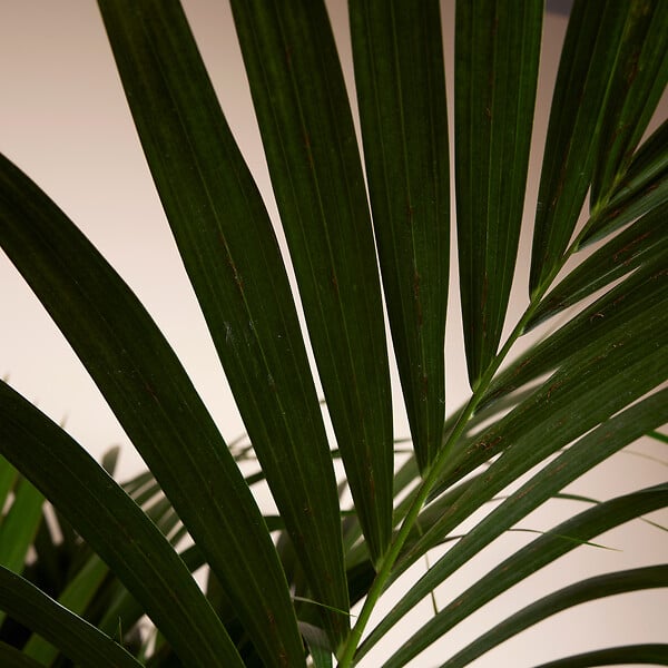 BLOOMIQUE - Howea Forsteriana - Kentia Palm - Plante d'intérieur XXL - Purificateur d'air - H. 150-170 cm - large