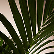 BLOOMIQUE - Howea Forsteriana - Kentia Palm - Plante d'intérieur XXL - Purificateur d'air - H. 150-170 cm - vignette