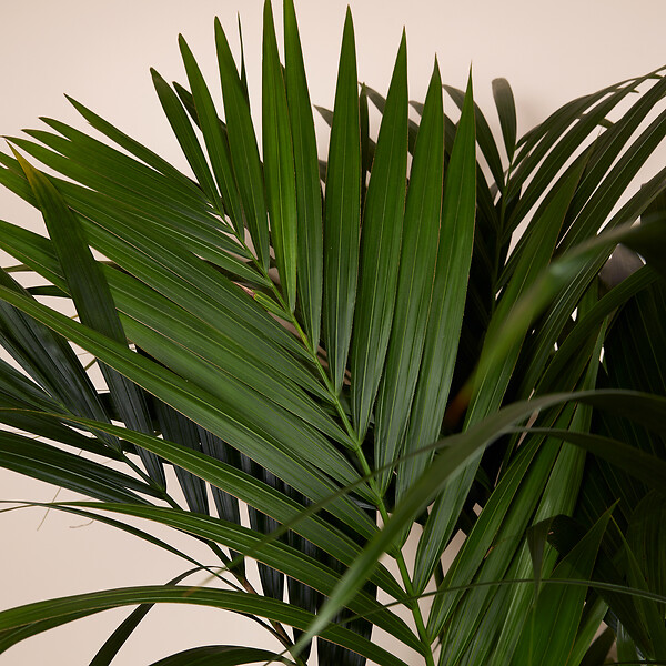 BLOOMIQUE - Howea Forsteriana - Kentia Palm - Plante d'intérieur XXL - Purificateur d'air - H. 150-170 cm - large