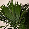 BLOOMIQUE - Howea Forsteriana - Kentia Palm - Plante d'intérieur XXL - Purificateur d'air - H. 150-170 cm - vignette