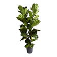 BLOOMIQUE - Ficus Lyrata - Plante à feuilles de violon - Plante d'intérieur XXL - H. 140-160 cm - vignette