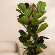 BLOOMIQUE - Ficus Lyrata - Plante à feuilles de violon - Plante d'intérieur XXL - H. 140-160 cm - vignette