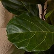 BLOOMIQUE - Ficus Lyrata - Plante à feuilles de violon - Plante d'intérieur XXL - H. 140-160 cm - vignette